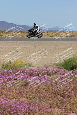 media/Mar-12-2023-SoCal Trackdays (Sun) [[d4c8249724]]/Turn 15 Inside Bloom (130pm)/